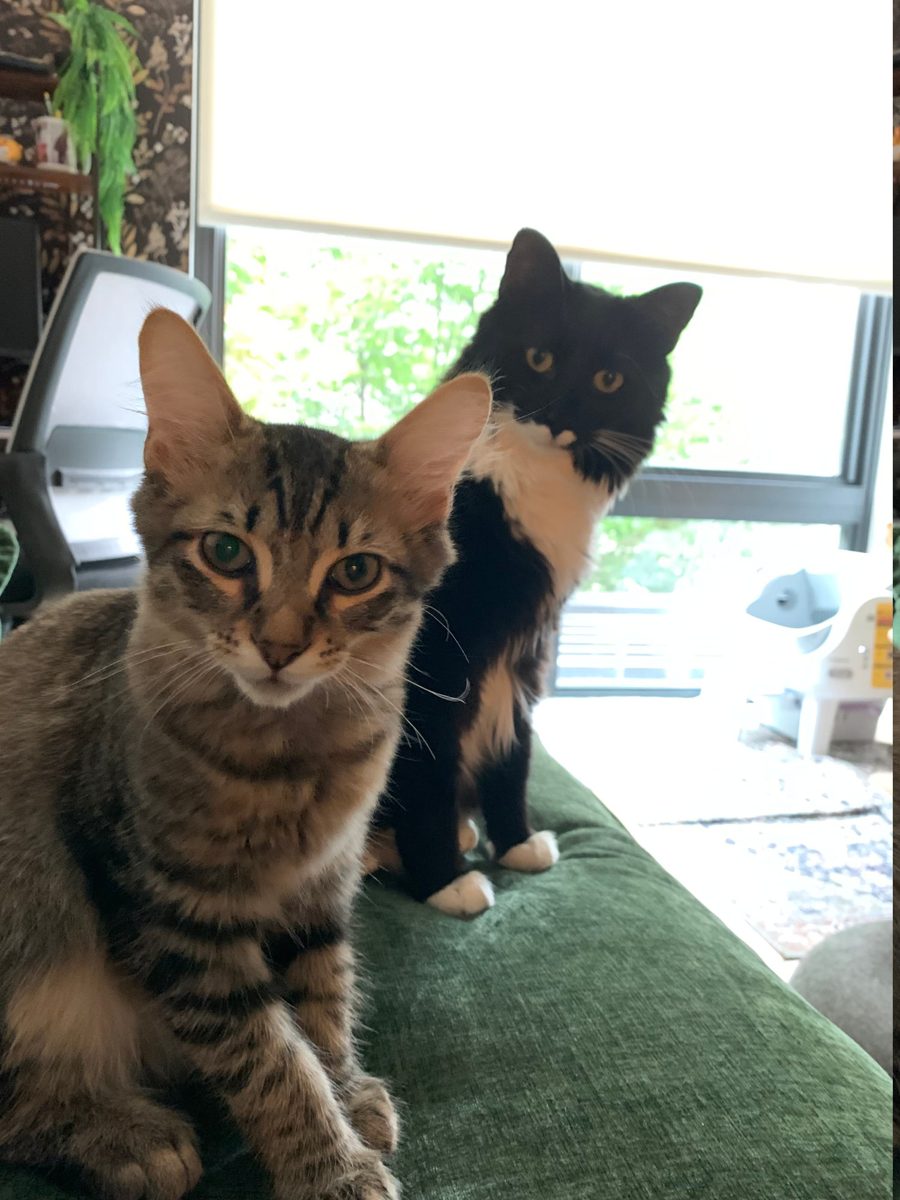 Two cats &mdash; a tabby and a black-and-white tuxedo &mdash; sitting together on the back of a couch in front of a sunlit window